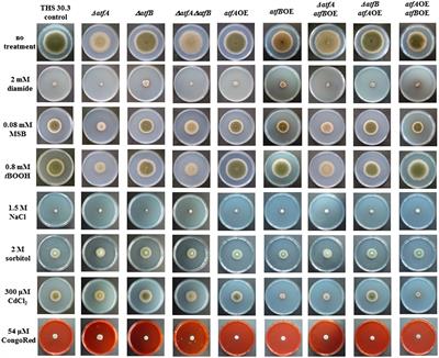 Functional analysis of the bZIP-type transcription factors AtfA and AtfB in Aspergillus nidulans